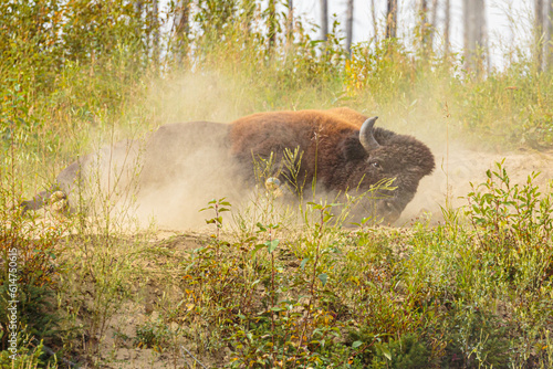 Wood Bison (Bison bison athabascae) taking a dust bath in a forest in northern British Columbia  © Chris