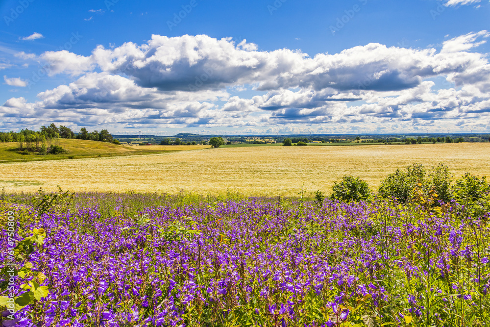 Landscape view with flowering Nettle-leaved bellflower by a field