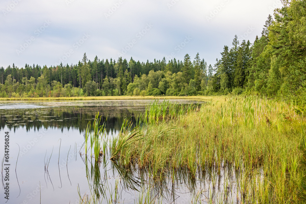 Beach with aquatic plants by a lake in the forest