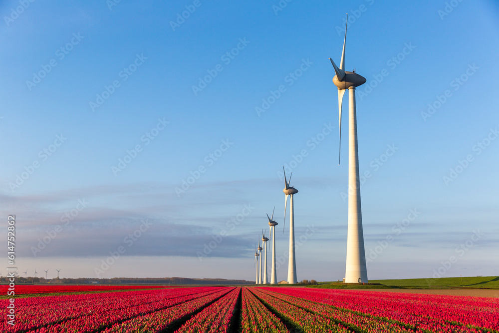 Red tulip fields and wind turbines in the Flevoland