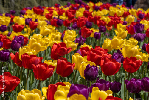 Colorful tulips purple red yellow
