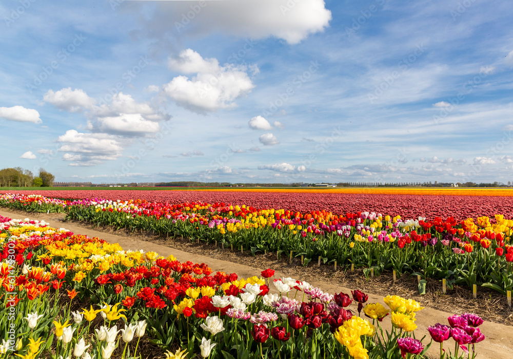 Coloful tulip field in the Noordoostpolder municipality, Flevoland