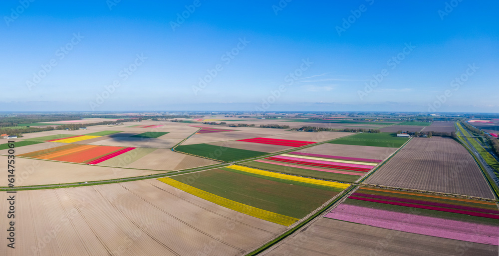 Aerial view of striped and colorful tulip field in the Flevoland