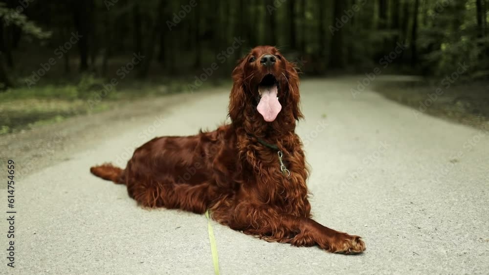 An Irish Setter dog lies in a wheat field with grass along a country road on a walk with his owner, tongue out in summer slow motion. An Irish Setter dog lies in a wheat field with grass along a country road on a walk with his owner, tongue out in summer slow motion.