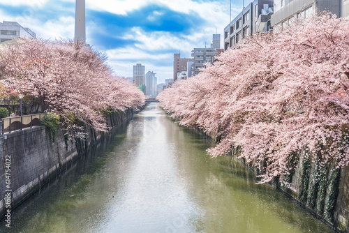 目黒川の満開の桜 © taka