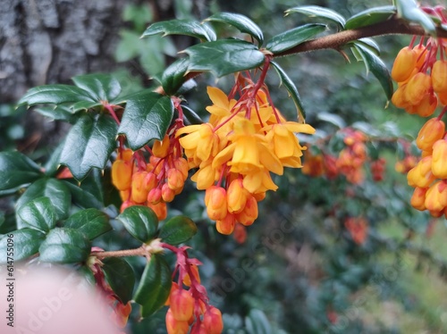 Fotografie Berberis darwinii