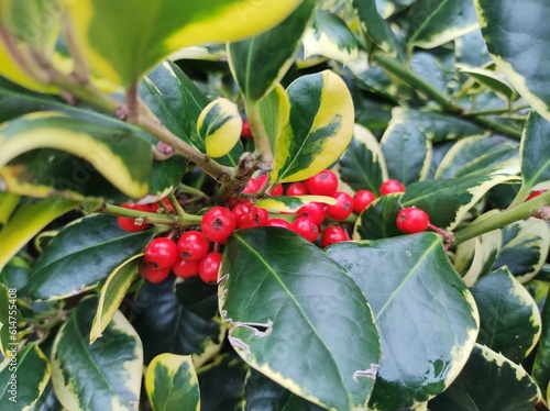 Foto Ilex x altaclerensis 'Golden King'