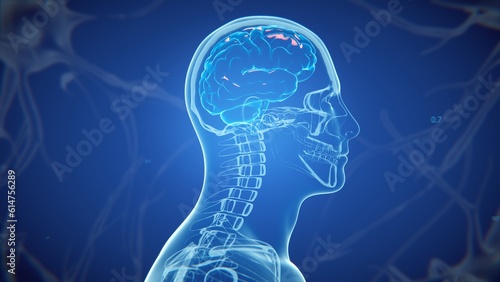 Fényképezés 3d rendered medically accurate illustration of a human brain