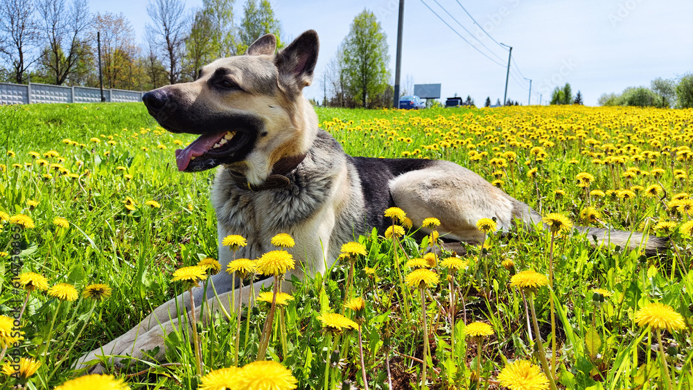 Dog German Shepherd in nature landscape with yellow dandelion flowers. Russian eastern European dog veo walking outdoors