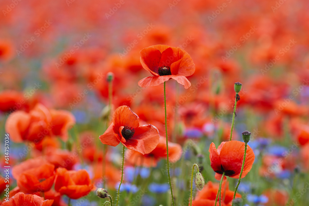 Obraz premium Red poppies in a poppies field. Remembrance or armistice day.