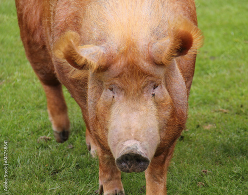 Wallpaper Mural The Face of a Large Adult Tamworth Farm Pig. Torontodigital.ca