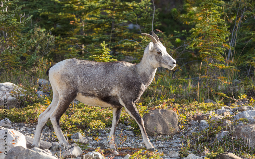 Stone Sheep (Ovis dalli stonei); ewe walking in forest, Stone Mountain Provincial Park, Canada
Stone Sheep (Ovis dalli stonei); ewe walking in forest, Stone Mountain Provincial Park, Canada