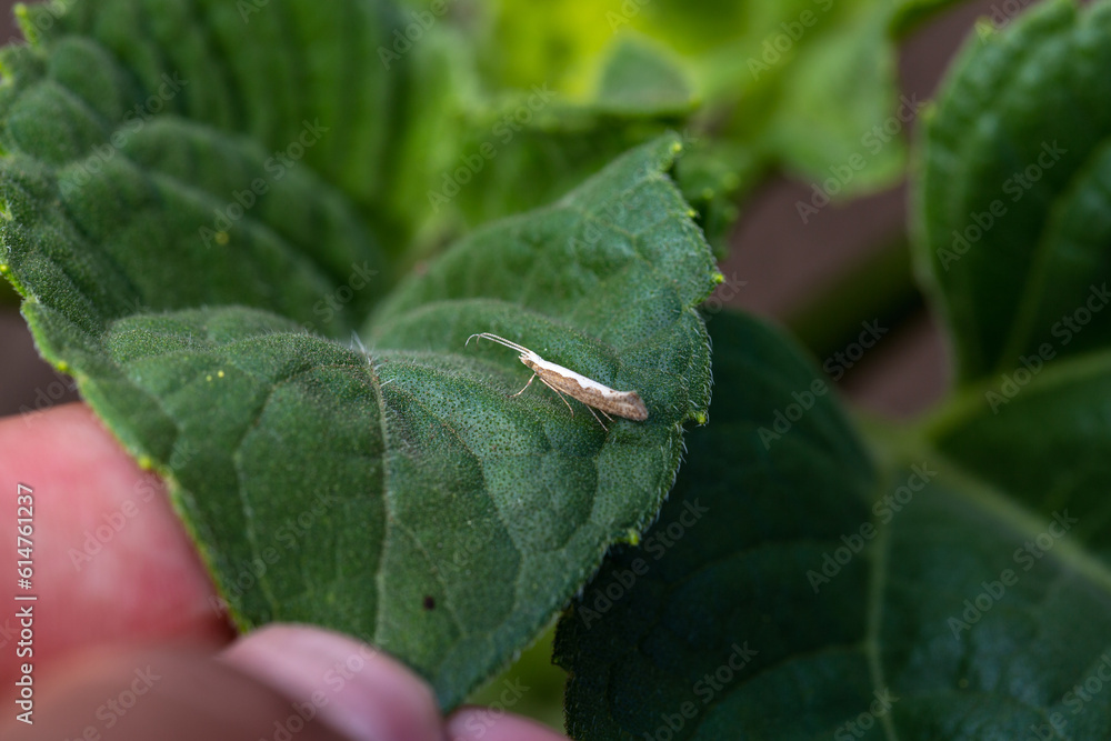Diamond-back moth (Plutella xylostella). Migratory insect in the family Plutellidae, known as a pest of vegetable crops including cabbage Diamond-back moth (Plutella xylostella). Migratory insect in the family Plutellidae, known as a pest of vegetable crops including cabbage