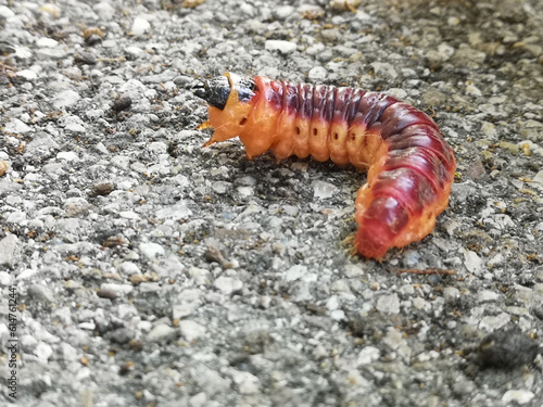 caterpillar on asphalt