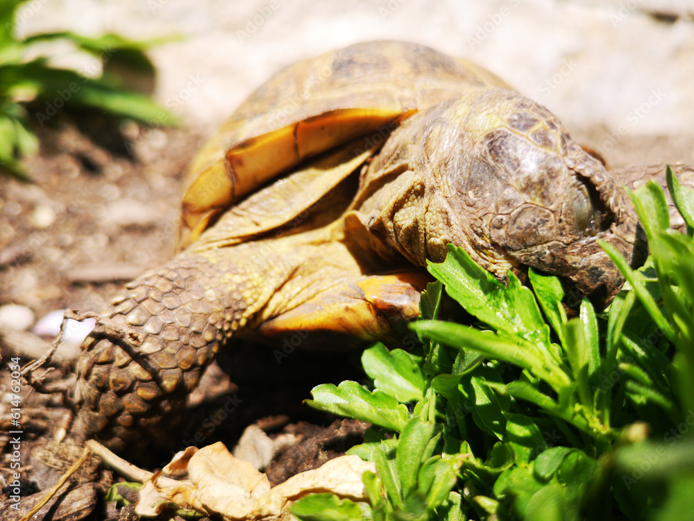 Naklejka premium tortoise eating arugola