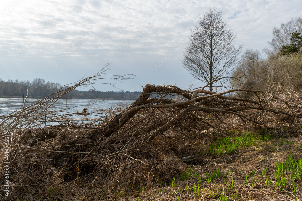 broken trees near river after spring flood broken trees near river after spring flood