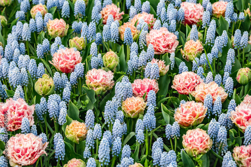 A colorful carpet of blue muscari and pink peony tulips