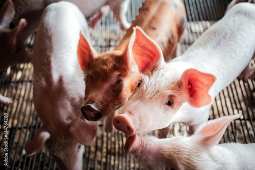 Portrait of a cute small piglet on the farm. group of mammals waiting for feed. swine in the stall.