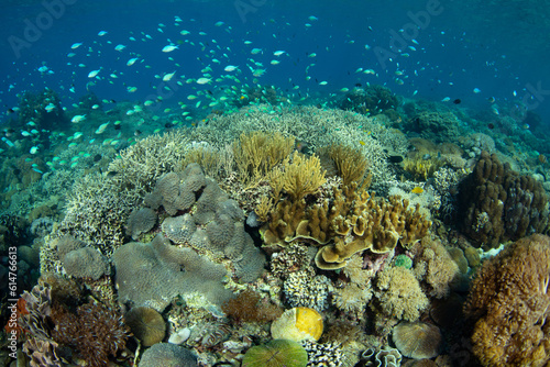 Corals and fish thrive on a shallow coral reef near Komodo, Indonesia. This warm, tropical region is home to extraordinary marine biodiversity and is a popular area for scuba diving and snorkeling.