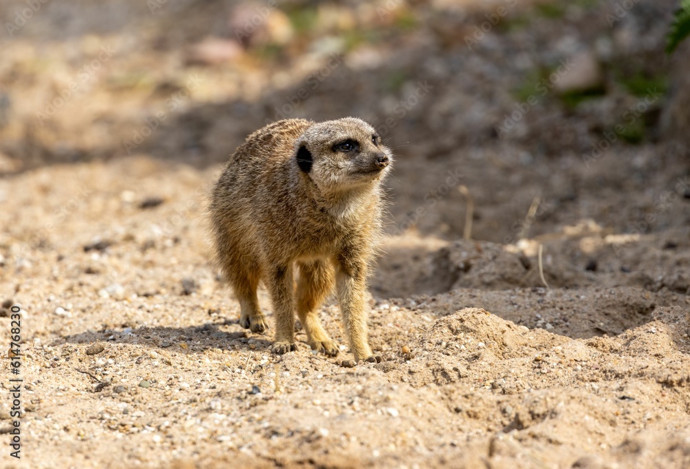 Fototapeta premium Meerkat (Suricata suricatta) in its natural habitat