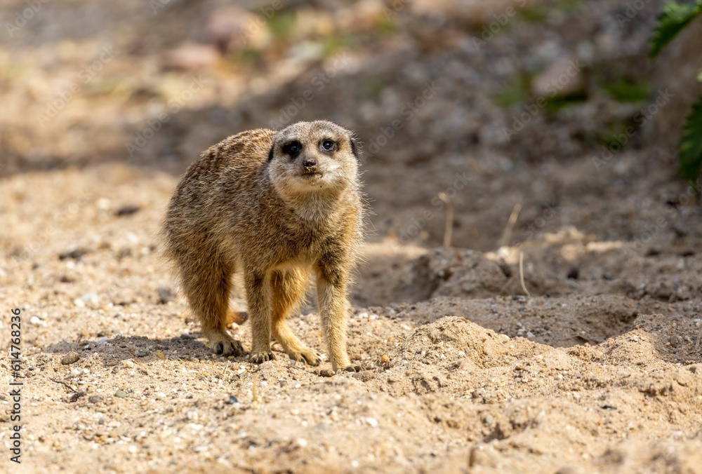 Meerkat (Suricata suricatta) in its natural habitat Meerkat (Suricata suricatta) in its natural habitat