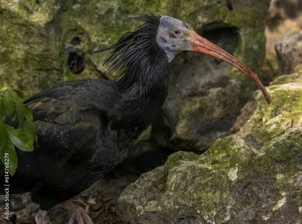 Naklejka premium Northern bald ibis (geronticus eremita) near rocks