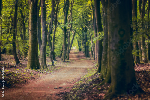 Path with Dirth in middle of wooden  forrest  surrounded by green bushes leaves