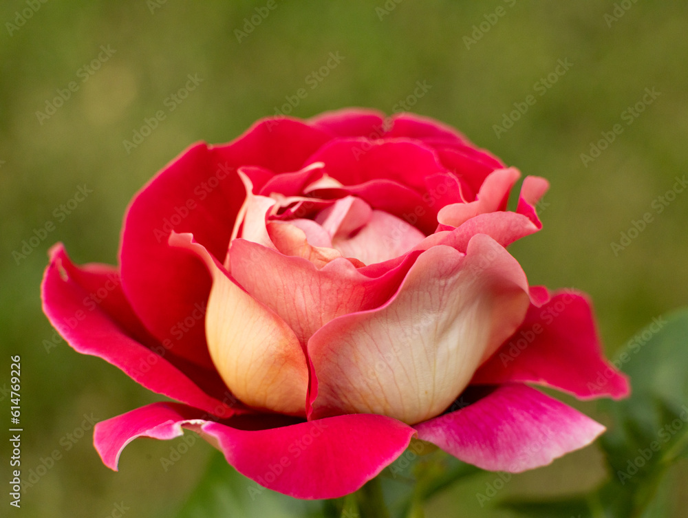 Rose, Carduus, plant, flower, nature, purple, natural, floral