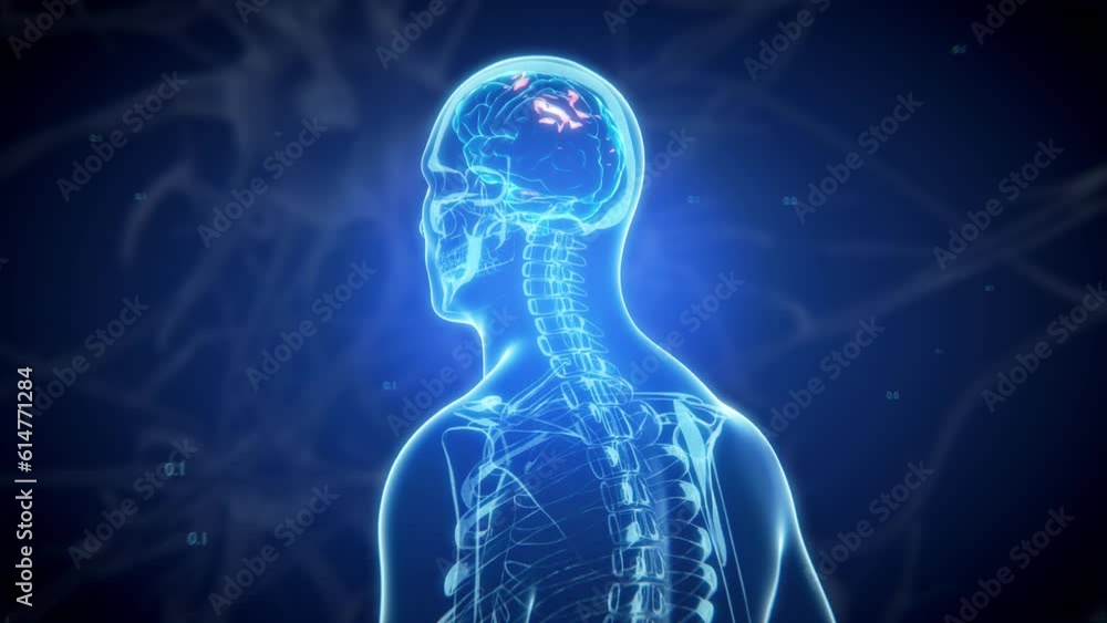 3d rendered medically accurate illustration of a human brain. Concept roentgenology human body and skeleton and brain. 3d rendered medically accurate illustration of a human brain. Concept roentgenology human body and skeleton and brain.