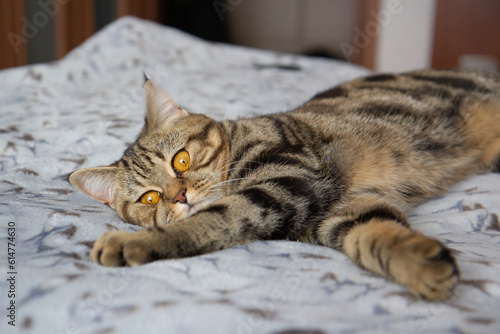 portrait of a cute tabby scottish cat on the bed