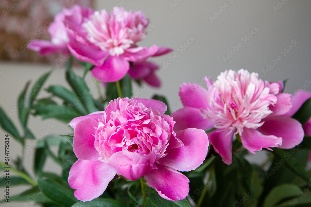 Fototapeta premium pink flowers