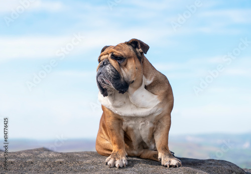 Fototapeta Naklejka Na Ścianę i Meble -  Red English bulldog on top of mountain sitting on top of mountain at Peak District on a sunny warm day.