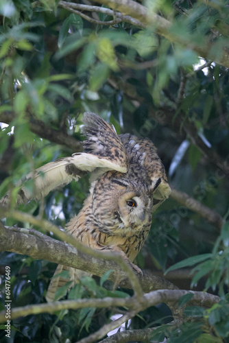 Long-eared Owl (Asio otus) in Japan © feathercollector