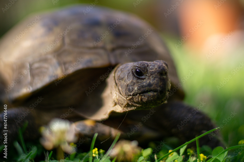 tortoise in the garden tortoise in the garden