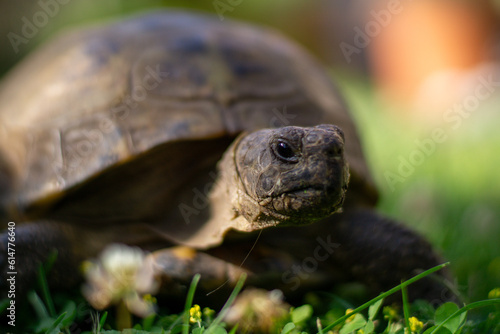 tortoise in the garden © Matthias