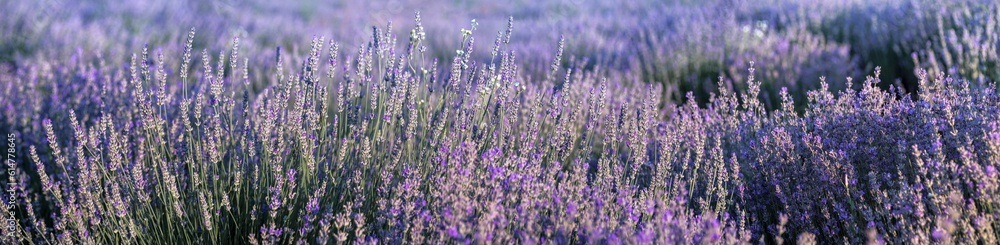 Lavender field in Provence in soft sun light. Panorama with blooming lavanda flowers. Lavender panoramic landscape, floral background for wide banner.