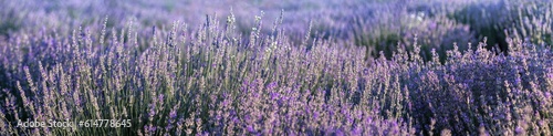 Lavender field in Provence in soft sun light. Panorama with blooming lavanda flowers. Lavender panoramic landscape  floral background for wide banner.