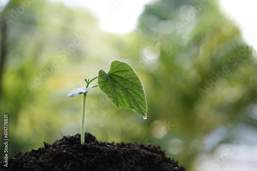 Growing plant sprout with big leaf