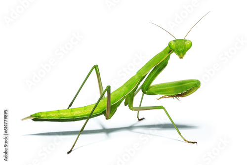 Pray Mantis © Hulahop
