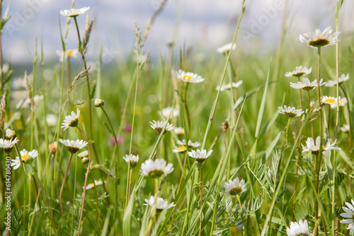 wild flowers in the mountains