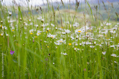 grass and flowers