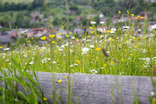 wild flowers in the mountains