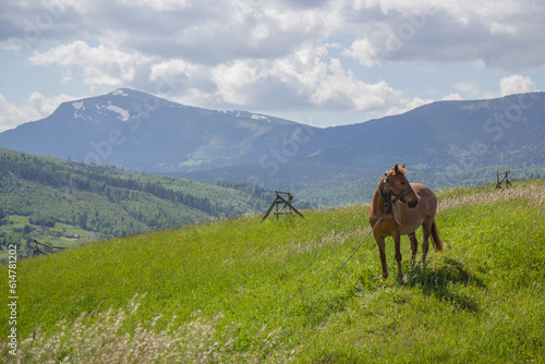 horses in the mountains © Анастасия Жукова