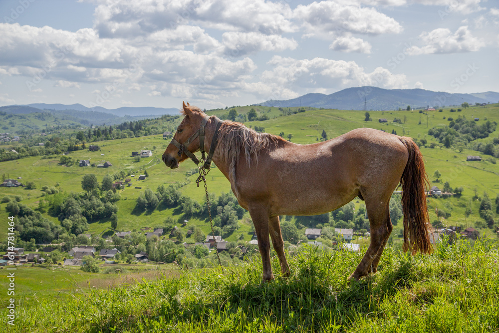 Fototapeta premium brown horse grazes in the meadows of the Carpathian mountains