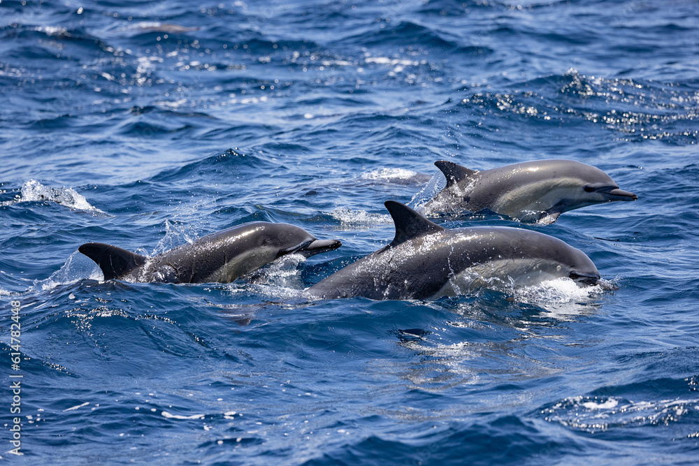 Obraz premium Dolphins near Newport Beach