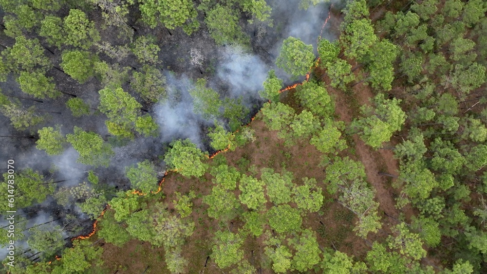 Prescribed, controlled burn of forest to prevent wildfires across South Carolina low country