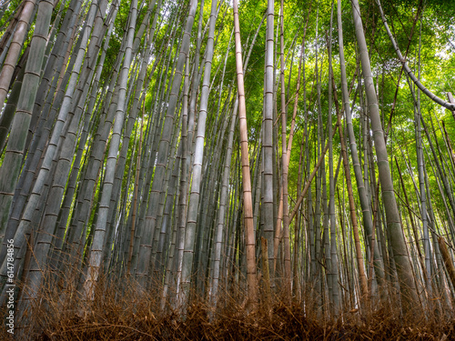 Step into a serene world of enchantment at Arashiyama Bamboo Forest  where towering bamboo stalks sway gently in the breeze  creating a mesmerizing symphony of nature s beauty. Bamboo forest in Osaka.