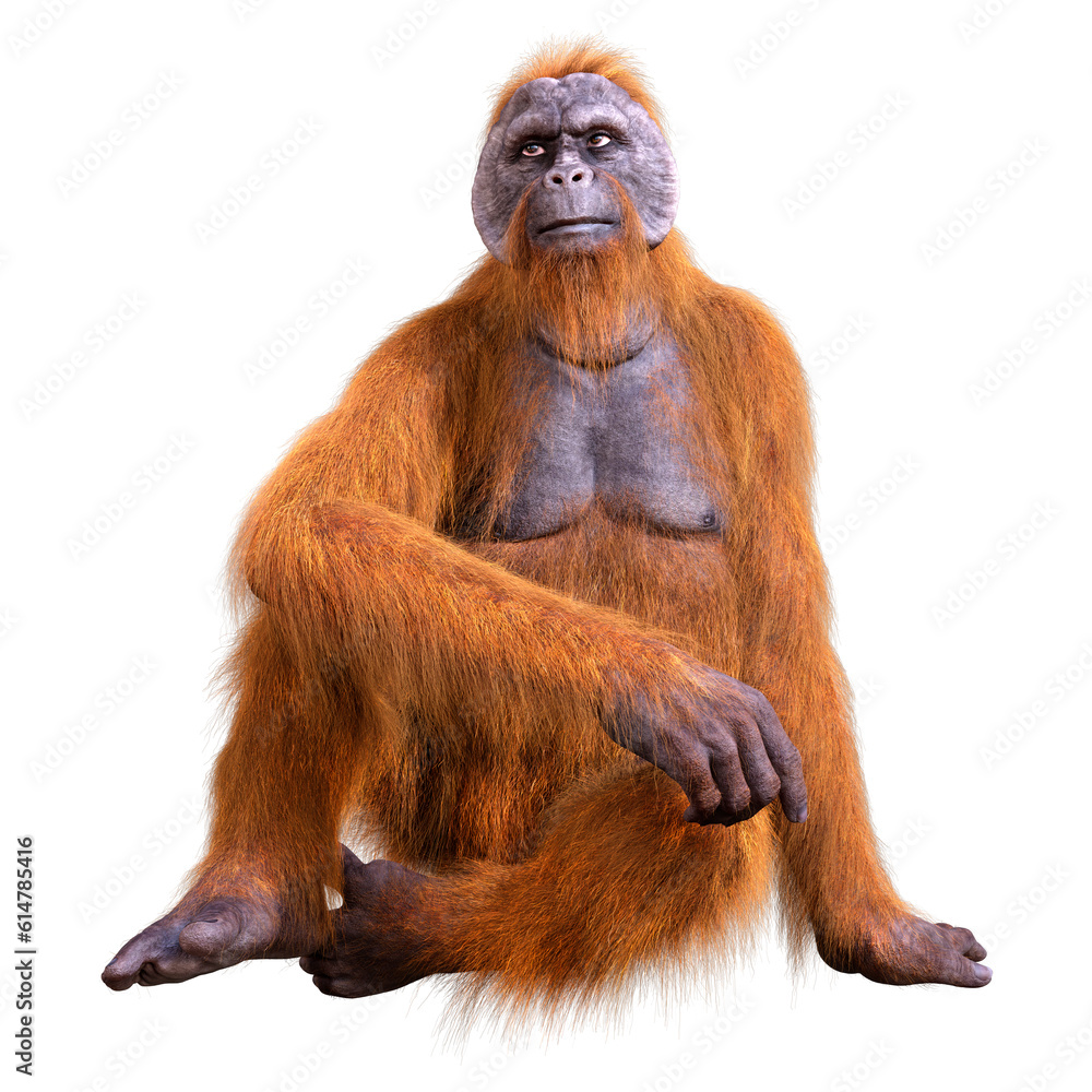 3D Rendering Orangutan on White 3D Rendering Orangutan on White