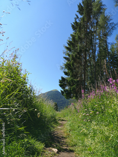 pine forest in the mountains of tres Cime