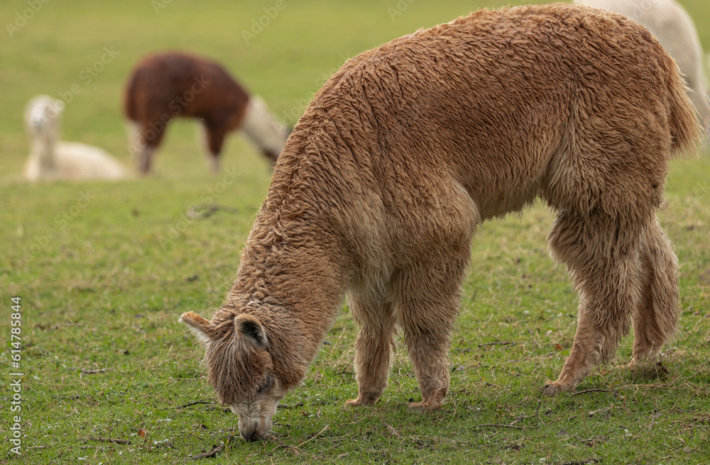 Cream and brown coloured Llama eating grass